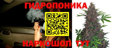 шишки Будённовск